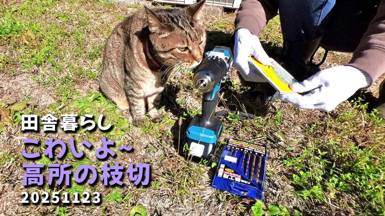 田舎暮らし こわいよ～高所の枝切20251123