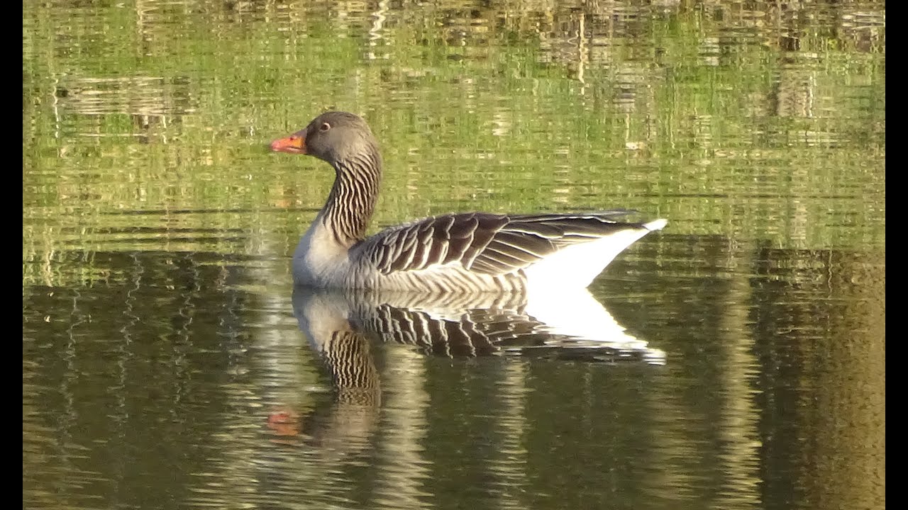 Graugans im R&uuml;ckhaltebecken Graug&auml;nse Gans G&auml;nse Wildg&auml;nse Zugv&ouml;gel Zugvogel  Feldgans