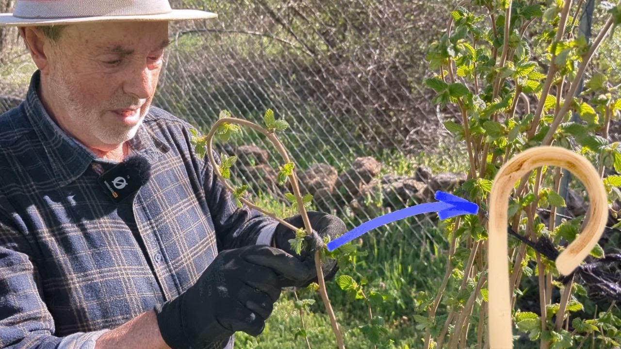 C&oacute;mo fabricar un BAST&Oacute;N DE AVELLANO o frutal en 5 minutos