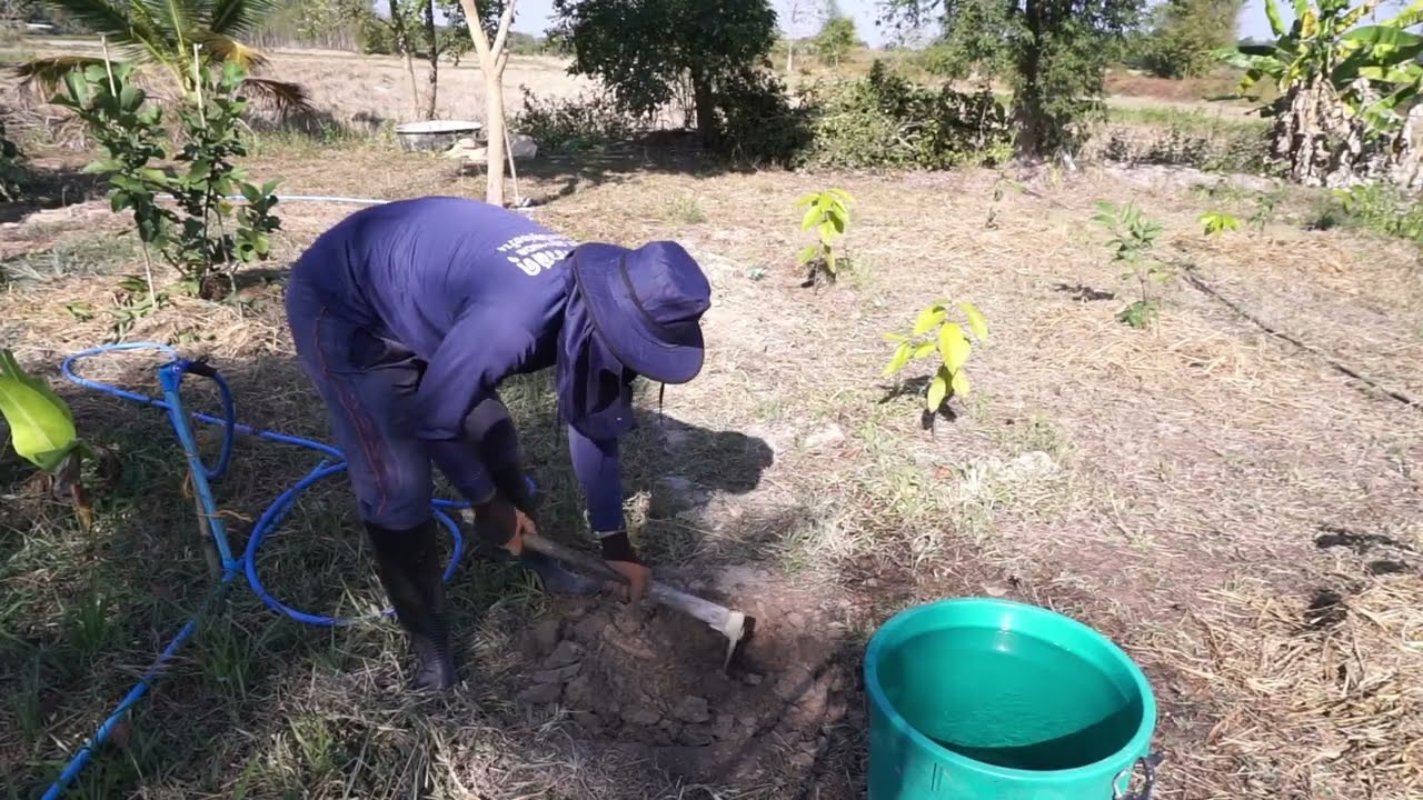 EP.2 เตรียมดินลงปลูกข่า