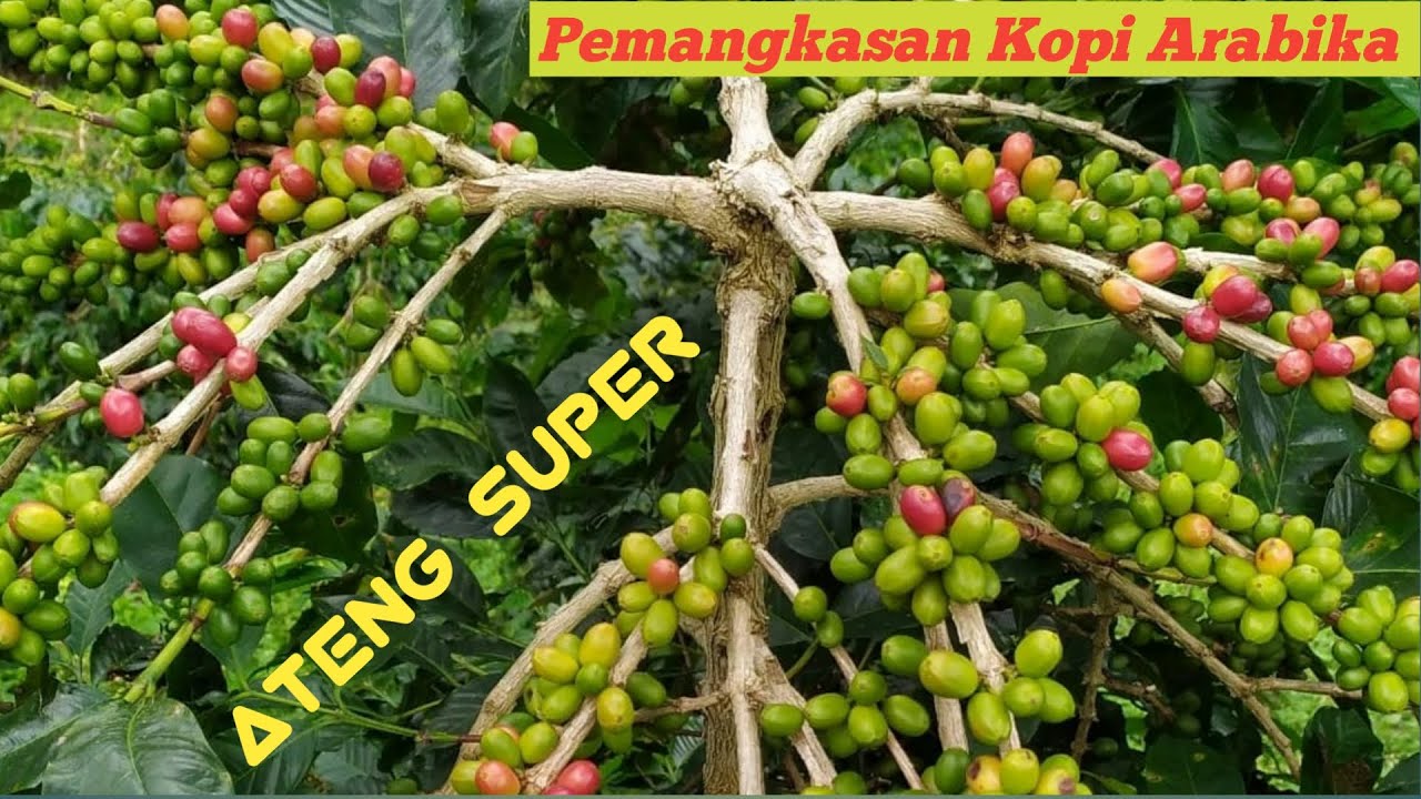 Обрезка Gayo Arabica Coffee Ateng Super сорта Obrezka Gayo Arabica Coffee Ateng Super sorta