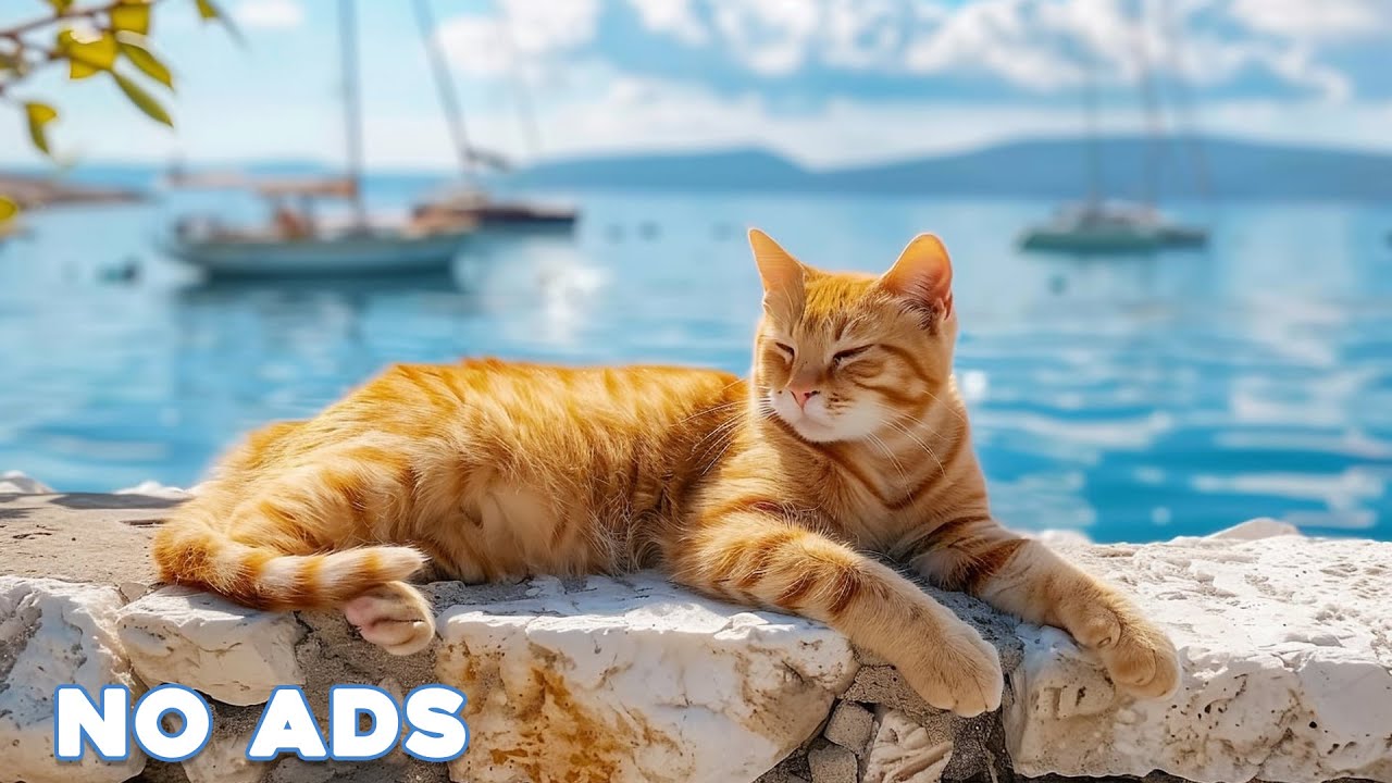 12 Hours Sleep Music for Cats 🐈 Calming Music for Cats No Ads ♬ Sleep Music for Anxious Cats