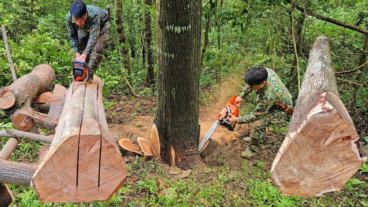 10-day challenge of sawing a large tree into planks and house pillars