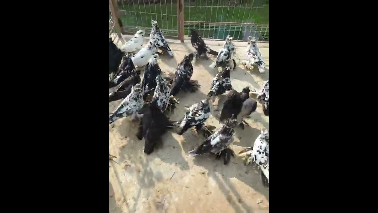 Magyar Óriás Galamb fekete és fehér.