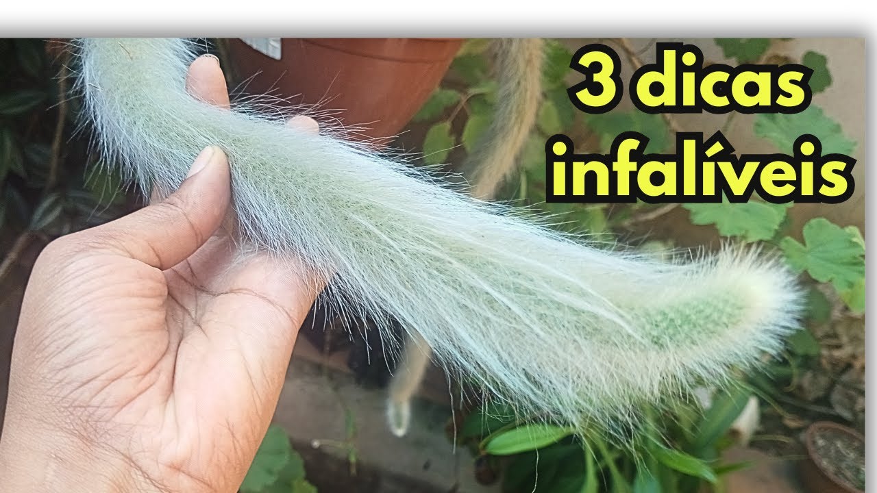 Faça seu Cacto Rabo de Macaco Crescer Mais Pelos com 3 dicas infalíveis!!