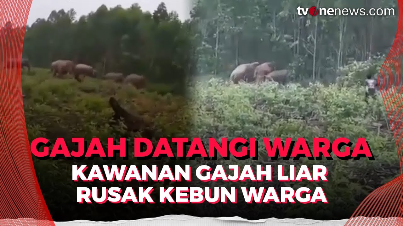 Kawanan Gajah Liar Masuk Perkebunan Warga, Rusak Tanaman hingga Rumah | OneNews Update