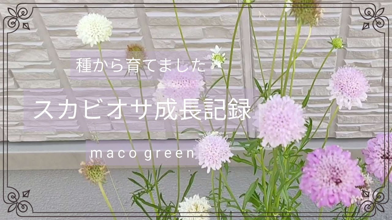 【成長記録】種からの育てたスカビオサ・かわいく育ちました♡