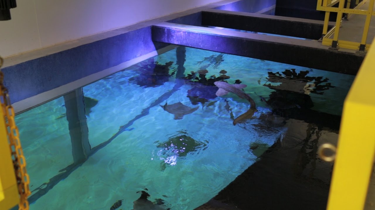 30,000 gallon Marine Aquarium, installation and husbandry