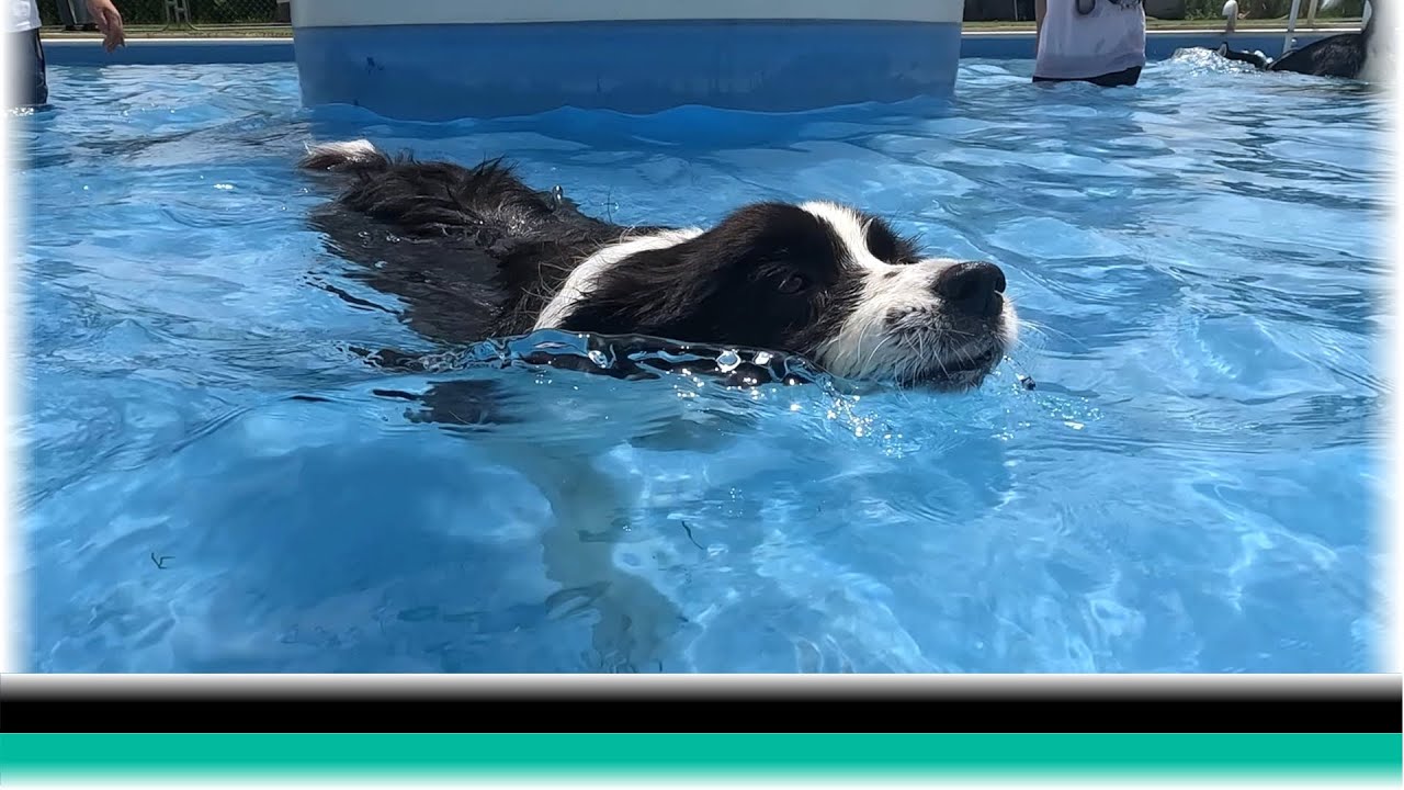 ランタン守谷ドッグパークで暑い日に元気に遊んだボーダーコーリー【保護犬5年目】