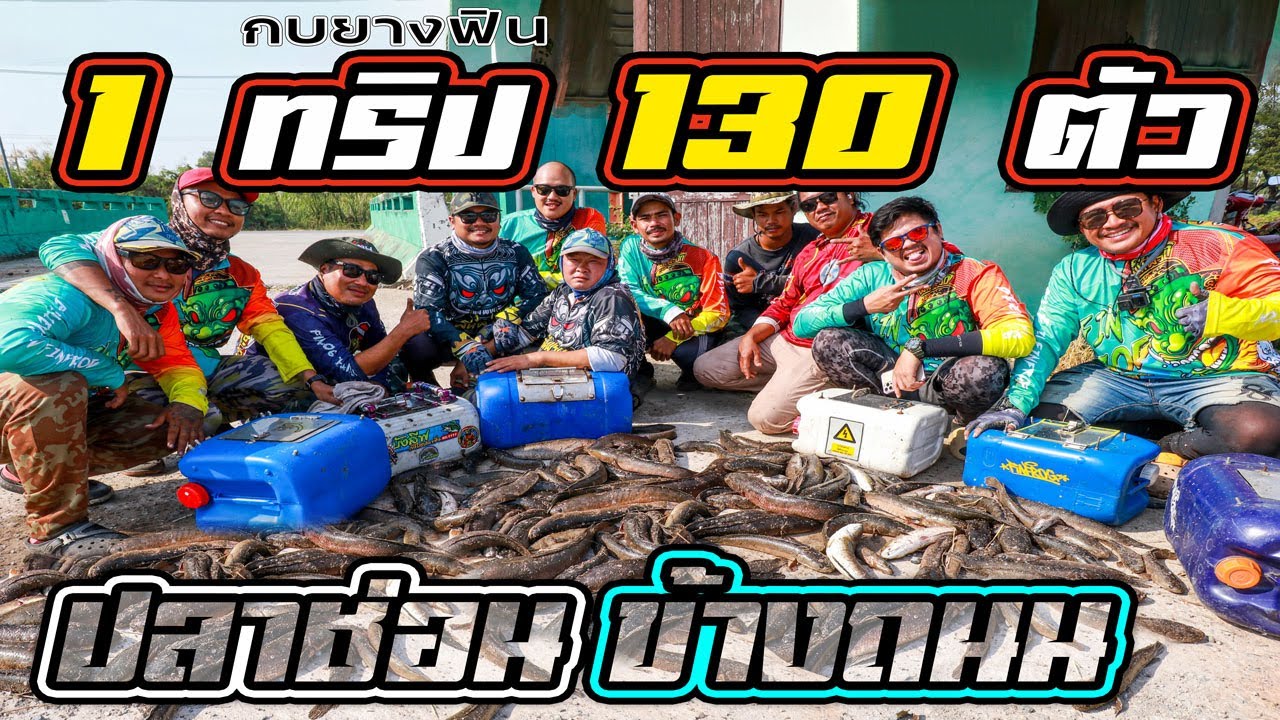 1 ทริป 130 ตัว ปลาช่อนข้างถนน