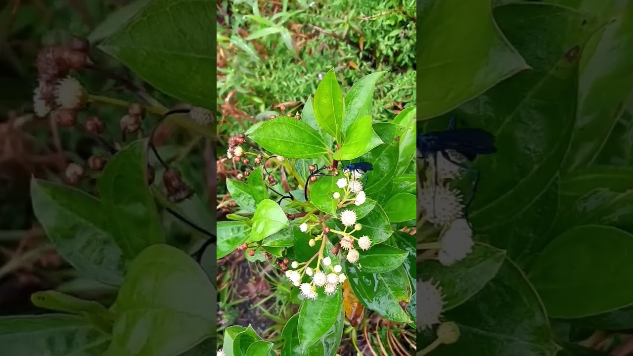 Google Lens says it's a tarantula hawk wasp🤔 #volcano #basseterre #shorts