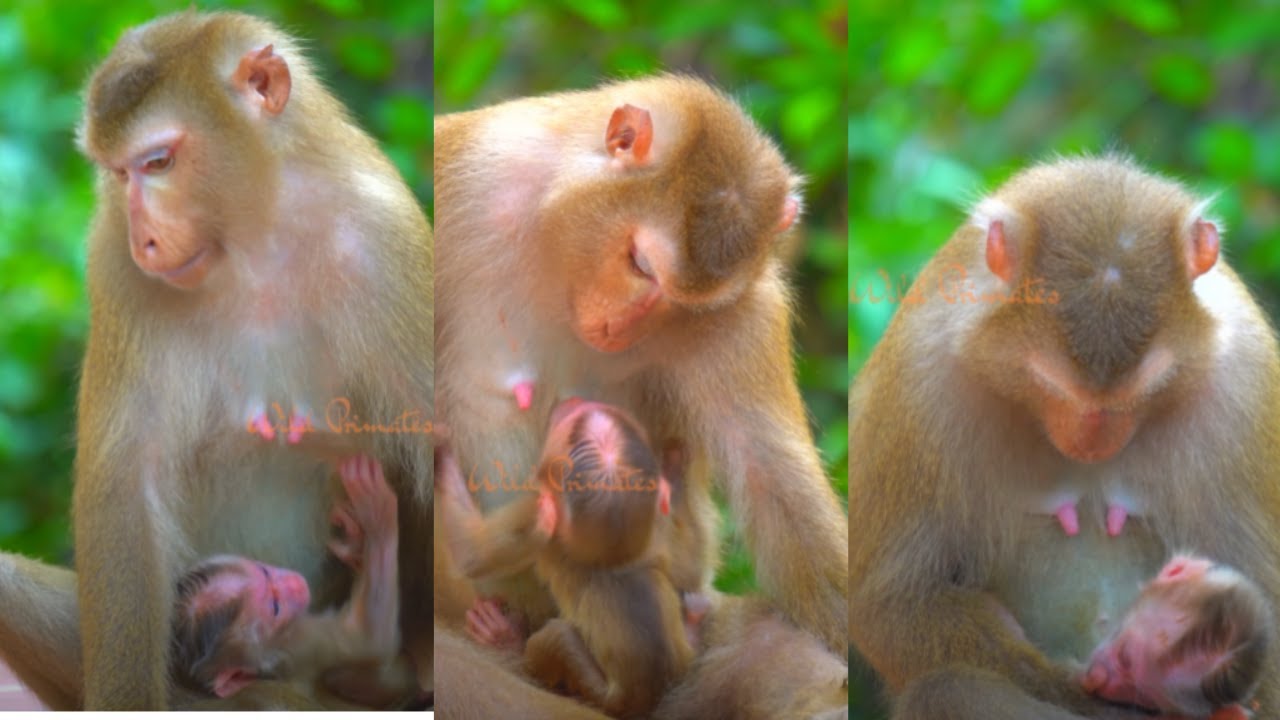 Best selection part of #monkey_Luna and #baby_Lucie | Wild Primates Photography