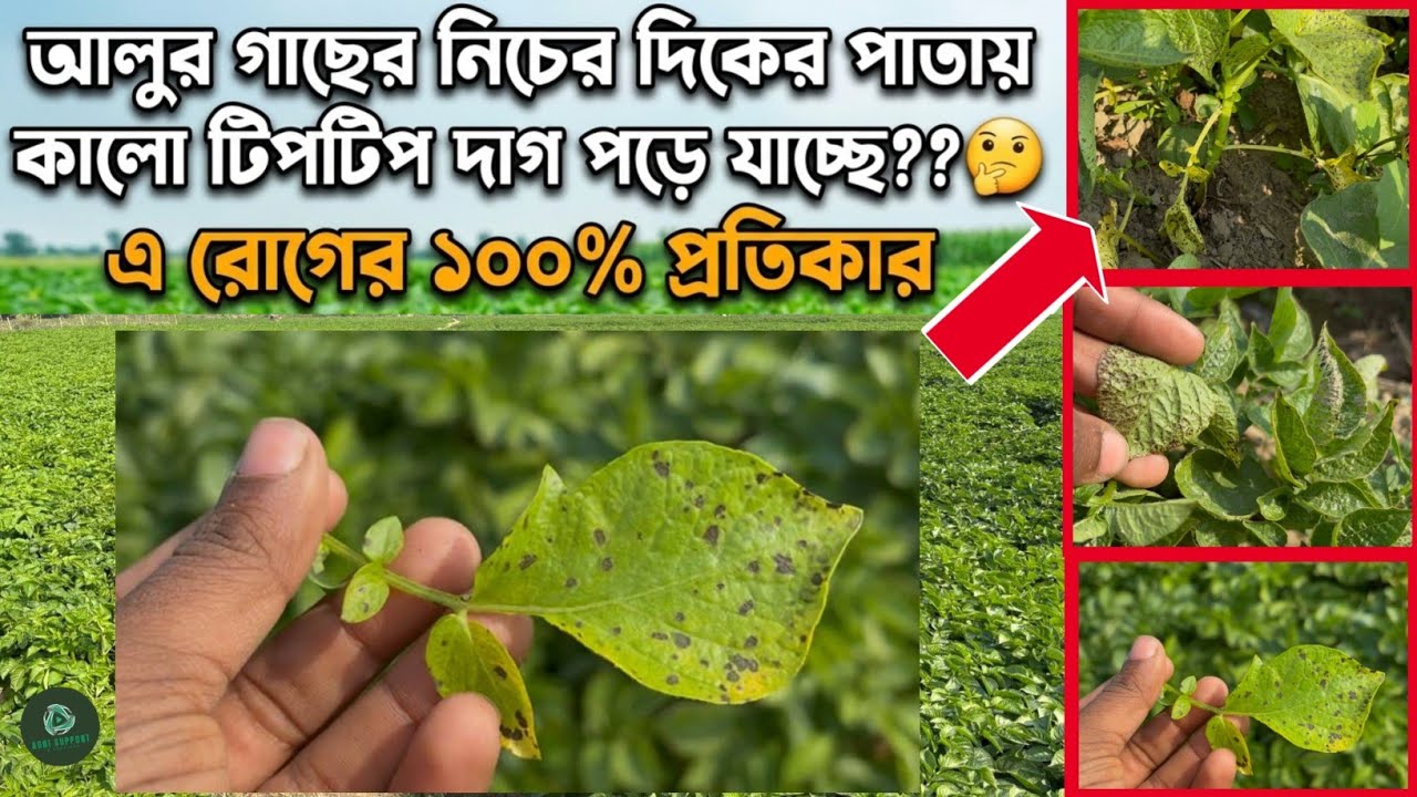 আলুর গাছের নিচের দিকের পাতায় কালো টিপটিপ দাগ পড়ে যাচ্ছে??🧐 এ রোগের ১০০% প্রতিকার