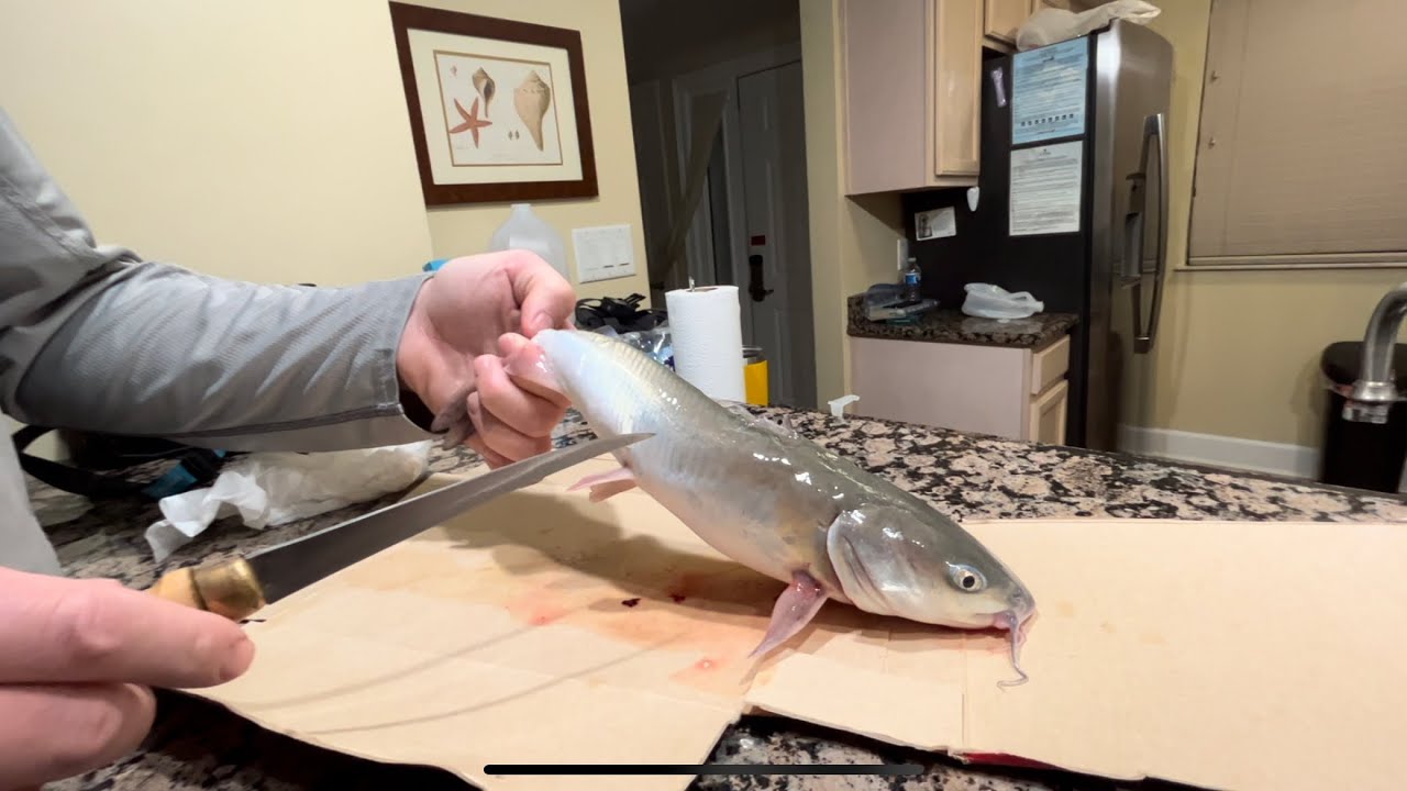 Hardhead catfish Tasty or Nasty? Catch and Cook.