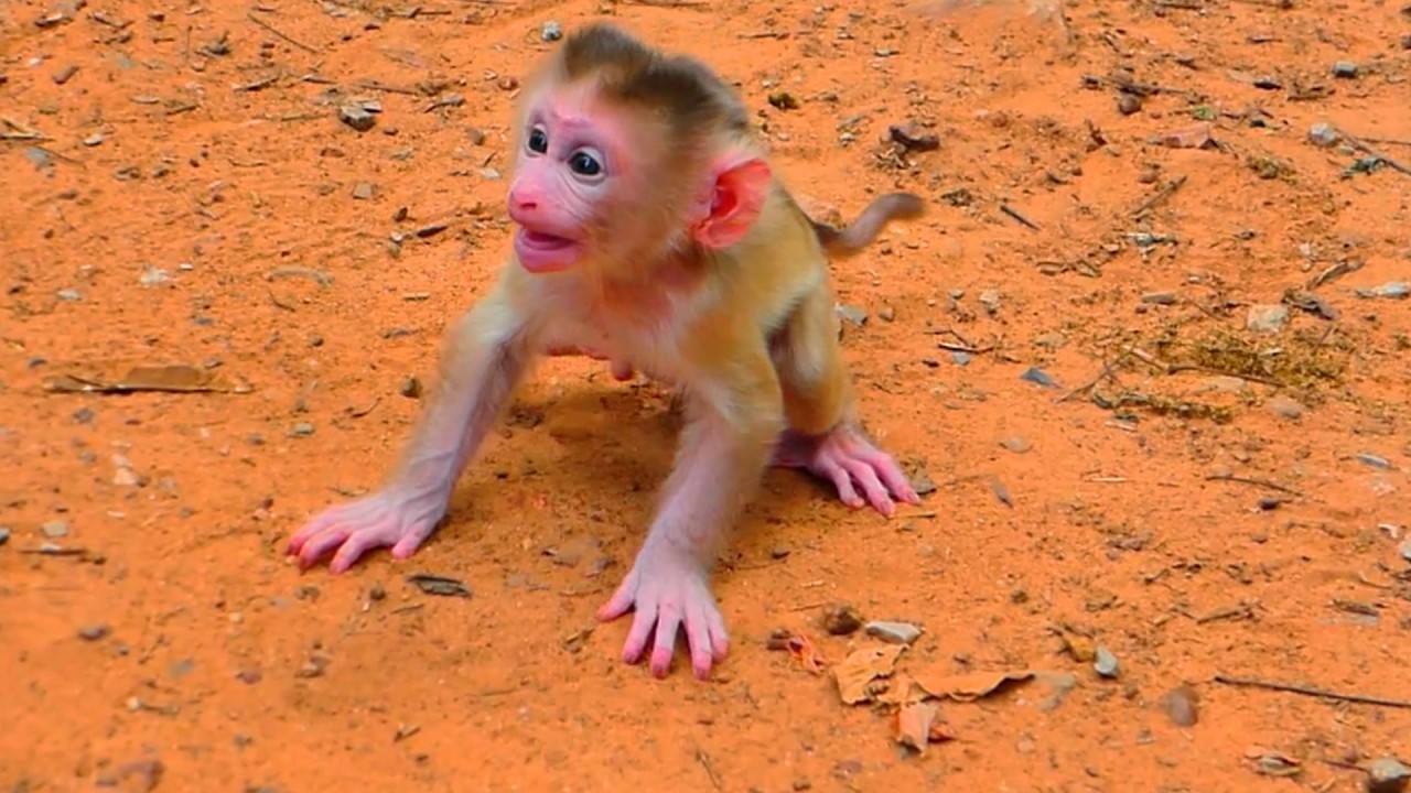 Какой прелесть! Урок ходьбы малышки Леви – крошечные шаги, полные усилий!