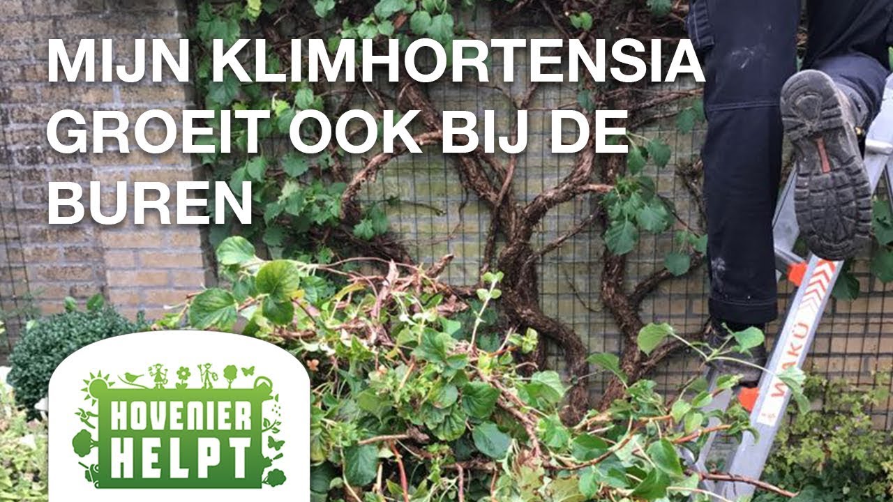 Hovenier Helpt - Tuinverzorging STS in actie in Hoogeveen