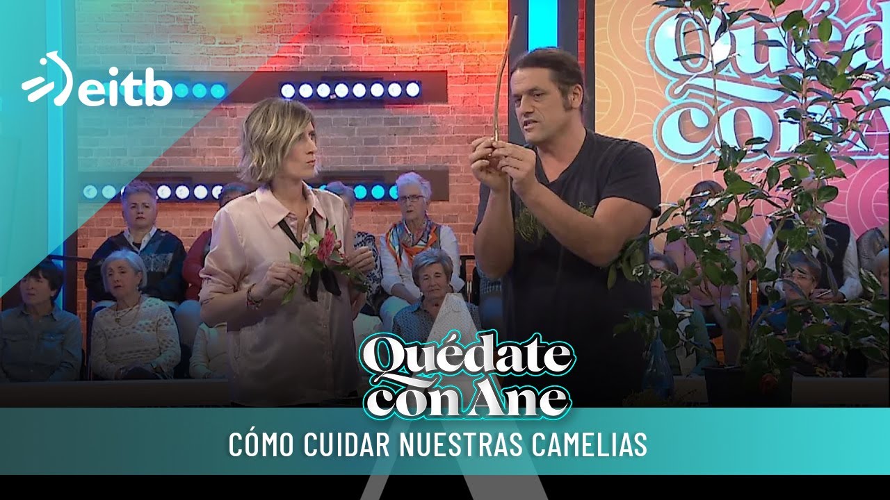 Acodo aéreo: esto tenemos que hacer para reproducir nuestras camelias