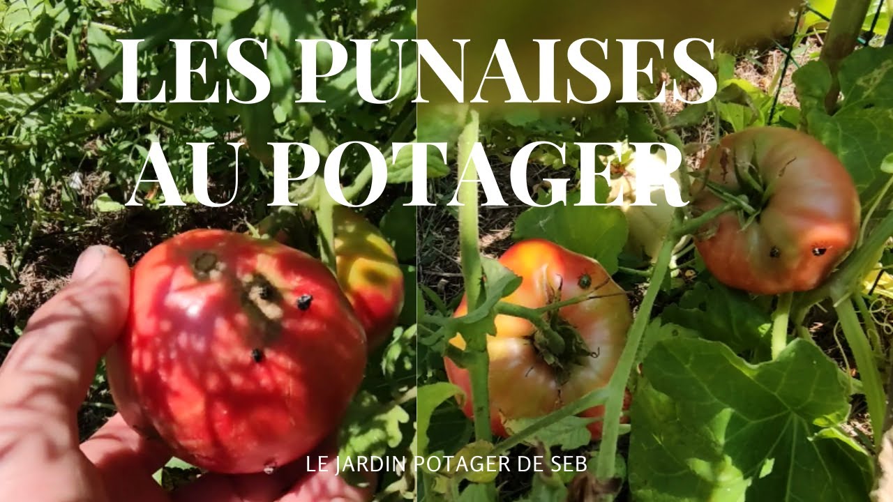 Lutter contre la prolifération des punaises au potager.