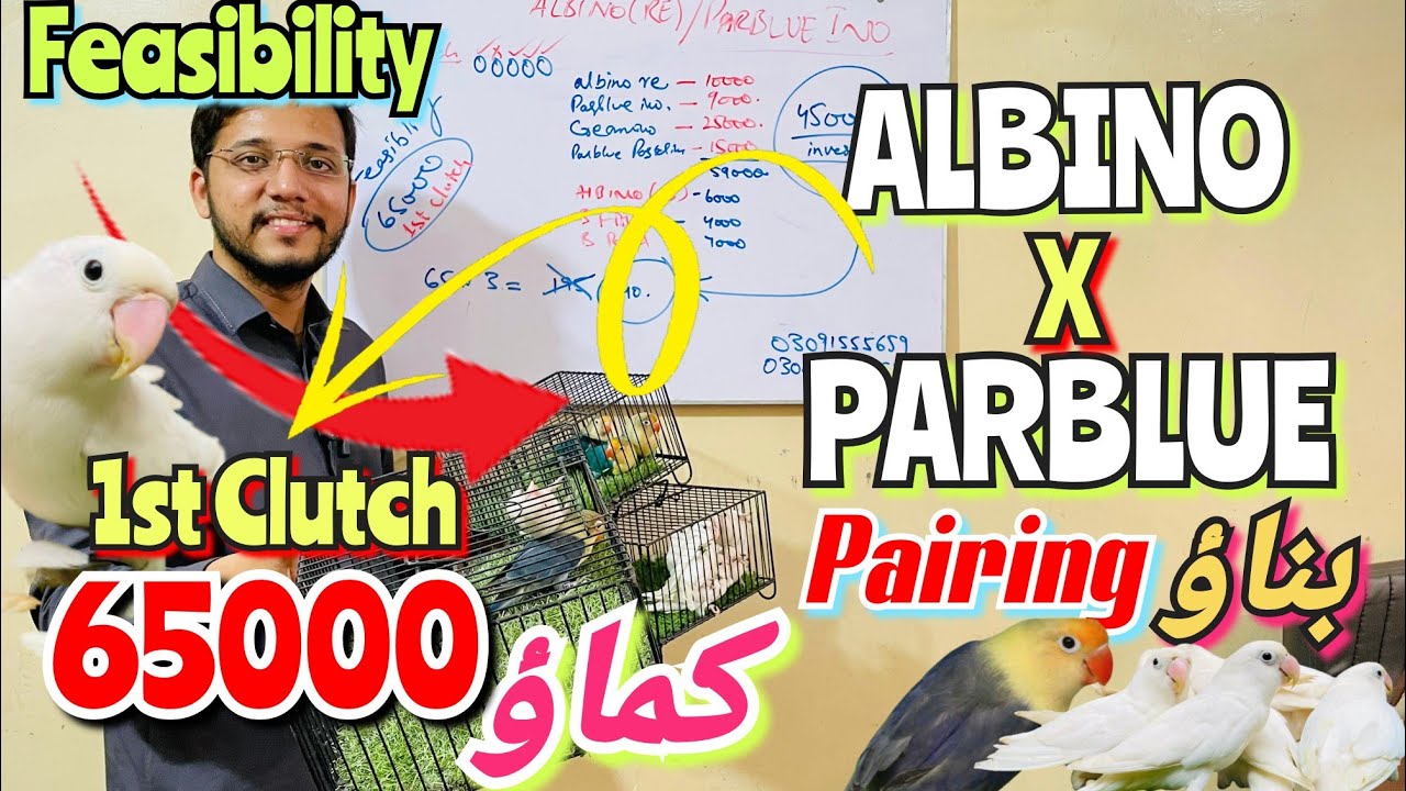 ALBINO x PARBLUE ino Best Pairing Feasibility of 1st clutch lagao or Kamao