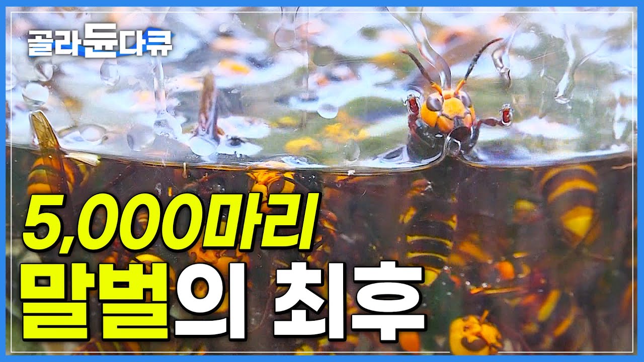 장수말벌 보다 영악한 꿀벌 포식자 5,000마리 등검은말벌 집 초토화 시키기!│극한직업│#골라듄다큐