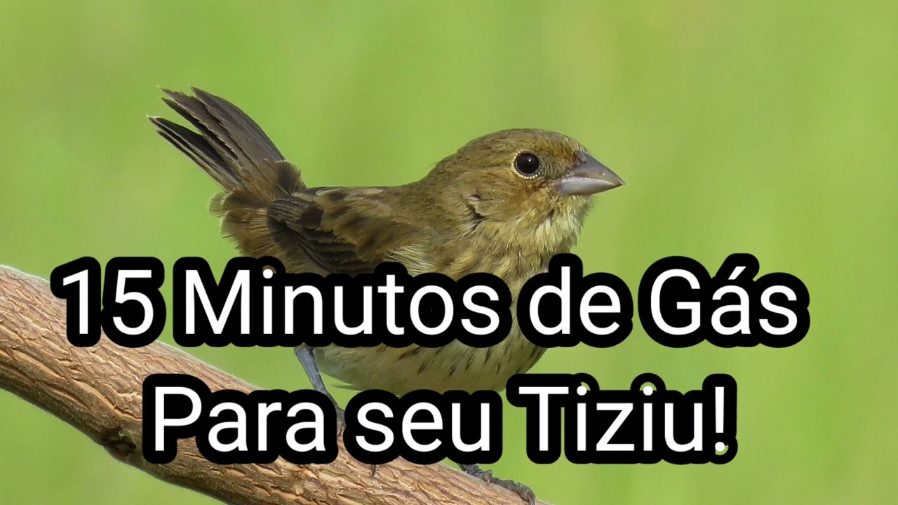 Fêmea de Tiziu piando e Machiando