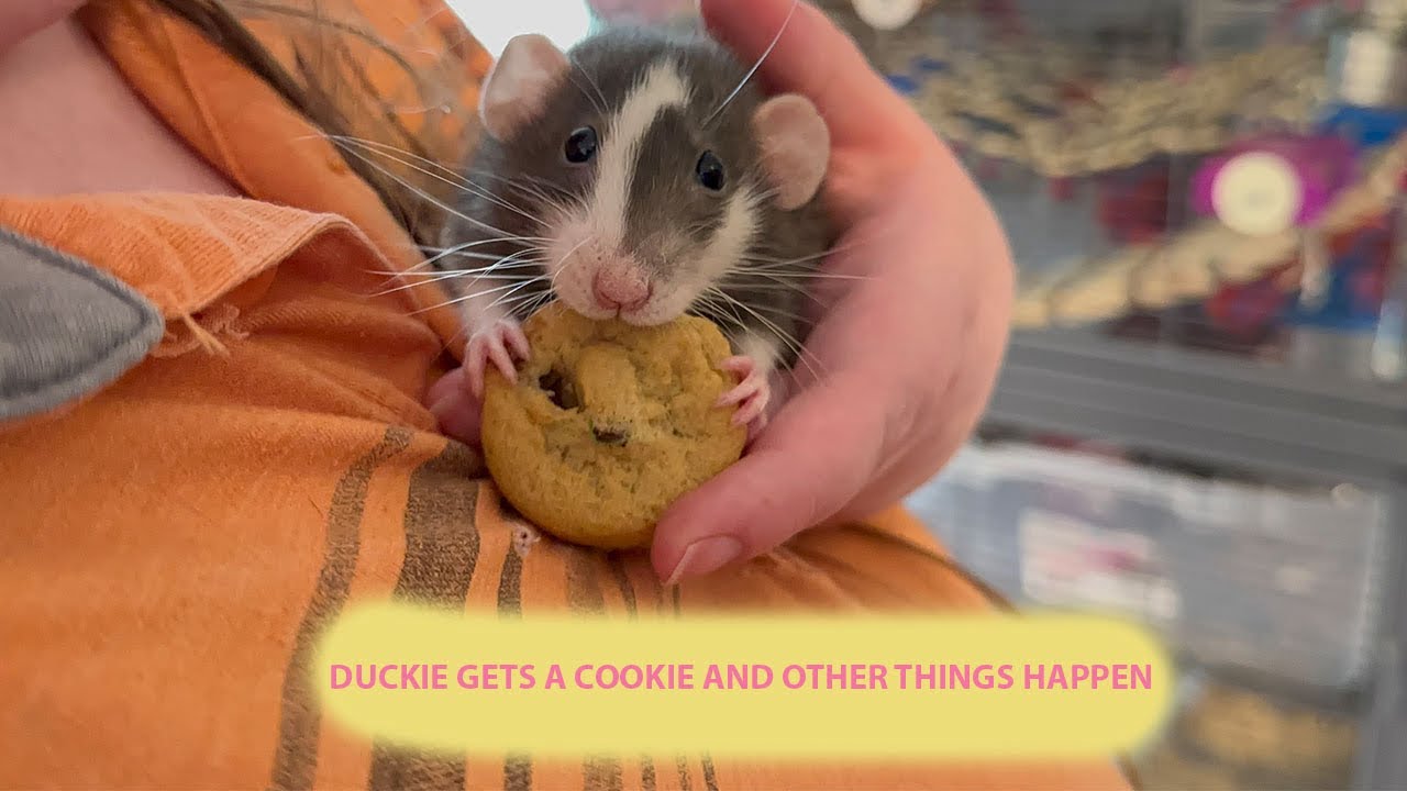 Giving Duckie a Cookie, Rat Updates | Pet Vlog