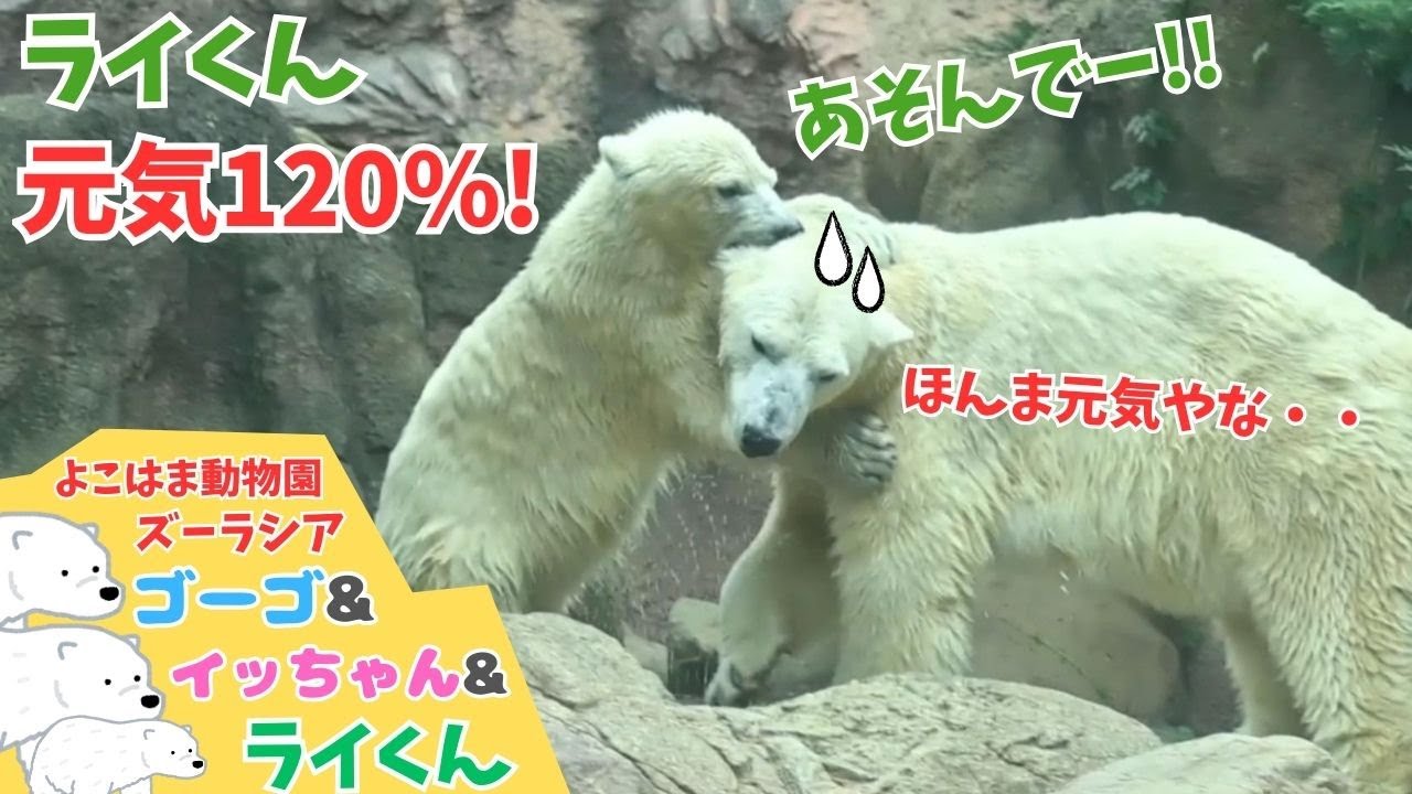 午後も元気すぎるライくんに悪戦苦闘(?)のイッちゃん🐻‍❄️Icchan struggles against the energetic Rai-kun again in the afternoon.