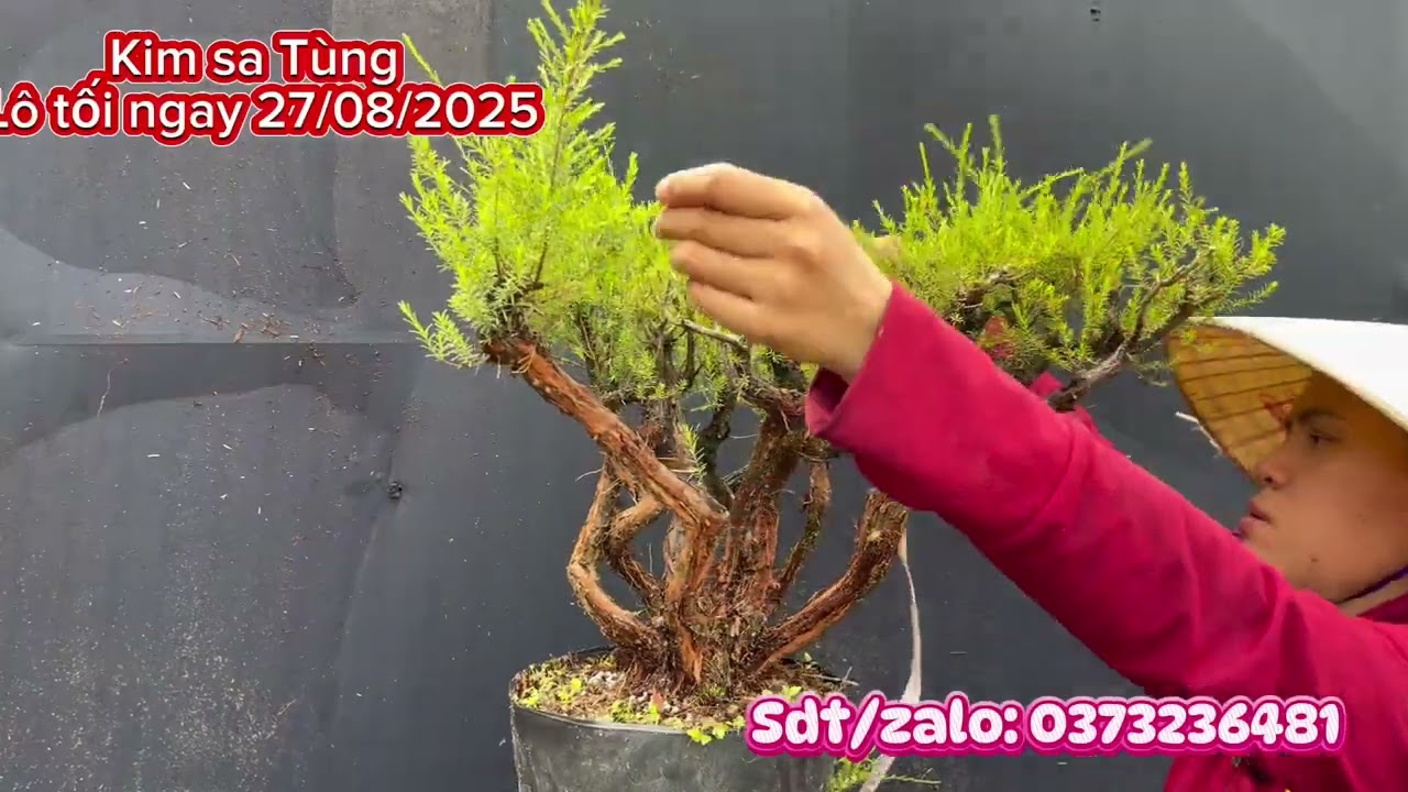 Kim sa Tùng gia rẻ lô tối ngay 27/08/2025