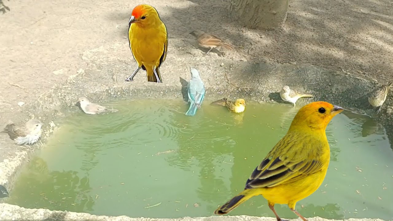 Canário da terra rolinhas e coleiro juntos tomando banho 