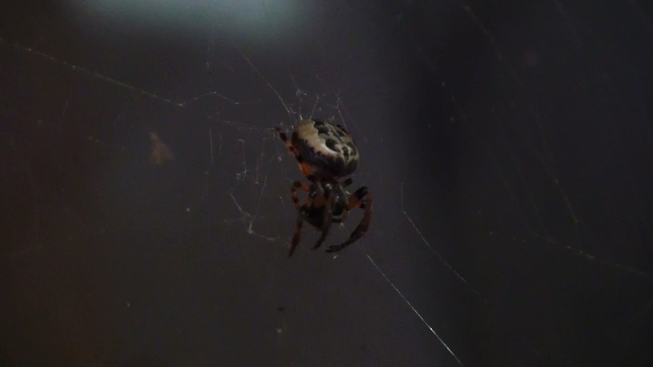 Furrow Orb-Weaver , бороздчатый или  лиственный паук.