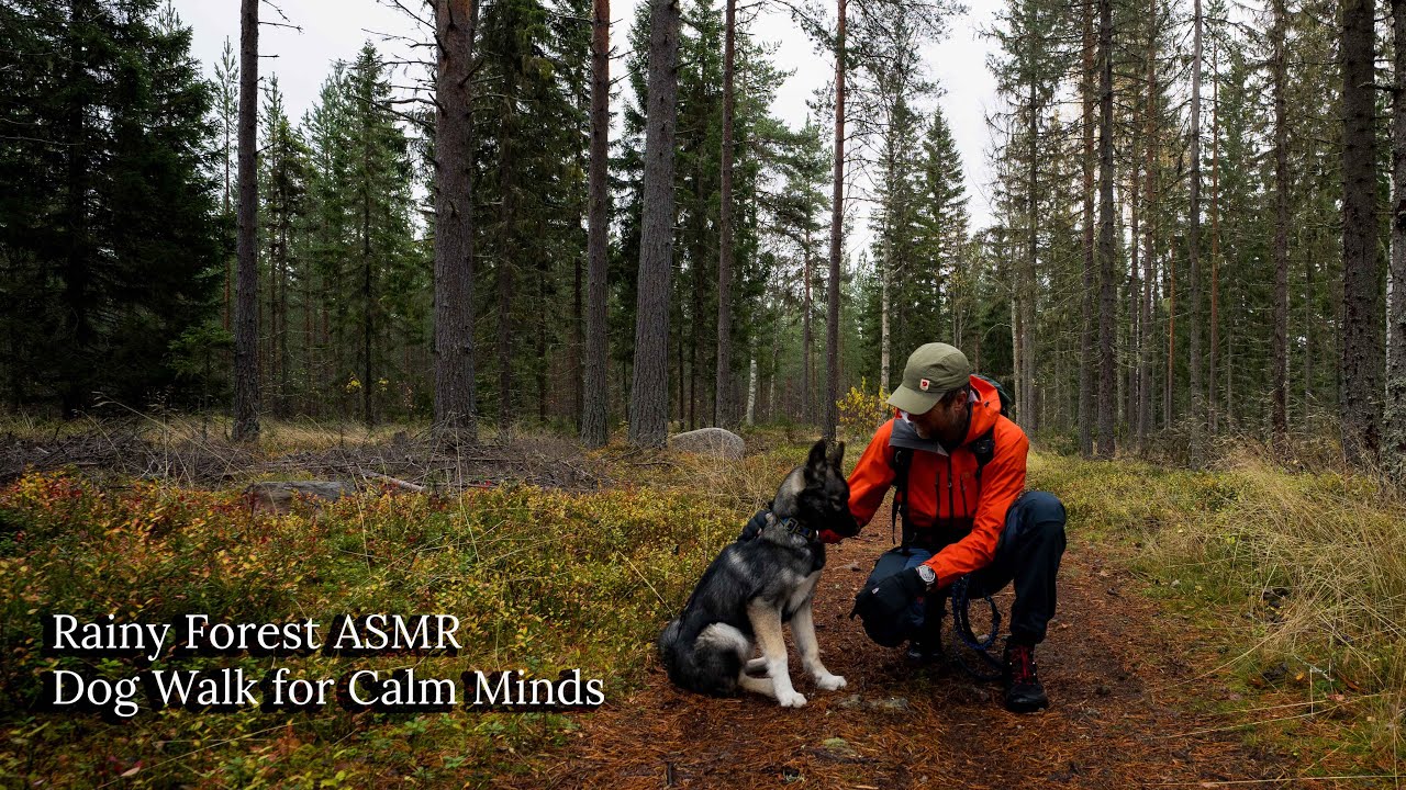 ASMR Rainy Forest Walk with Husky | Relaxing Nature Ambience
