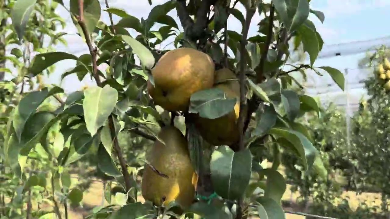 Груша червоноплідна Алесіа, Яблунівська, Ноябрська. ФГ Іванівська Калина. Приморозки 10 днів, 2023 р