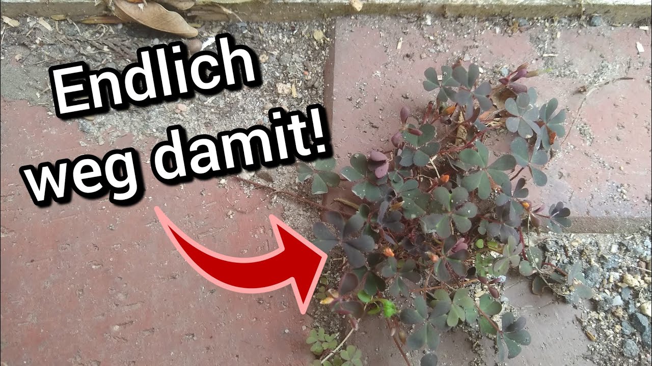 Wie du Horn-Sauerklee im Garten dauerhaft loswerden kannst!