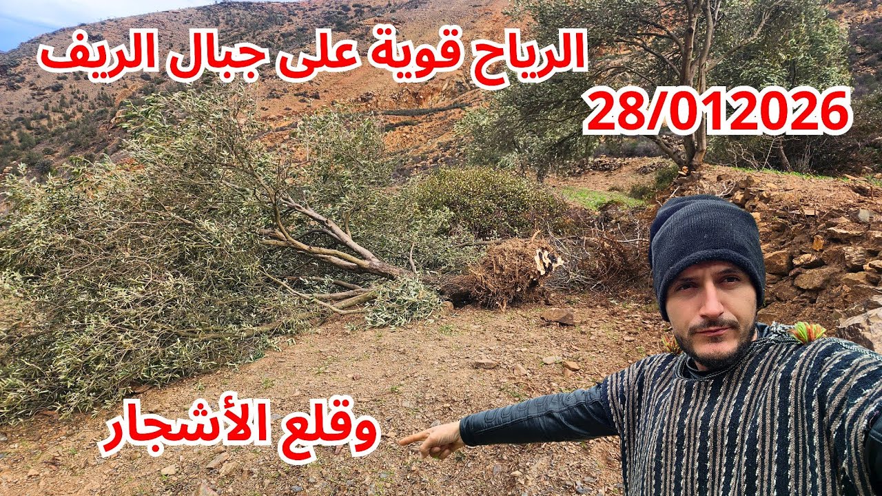 الرياح قوية على جبال الريف وقلع الأشجار يتجاوز 100 كلم... نواحي الحسيمة