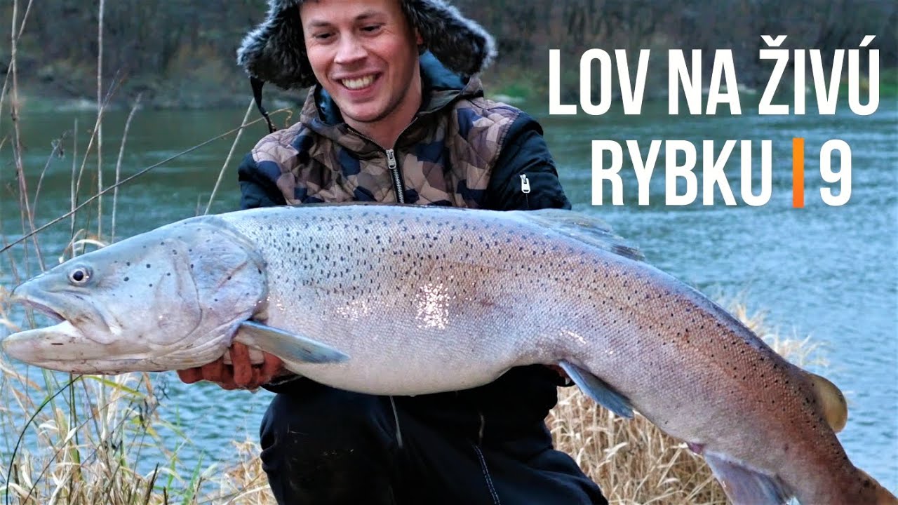 MEGA HLAVÁTKA 😇 Lov Zubáča Candáta a Šťuky Štiky na Živú Rybku 9 🐬 Rybárske Videá s Demexom