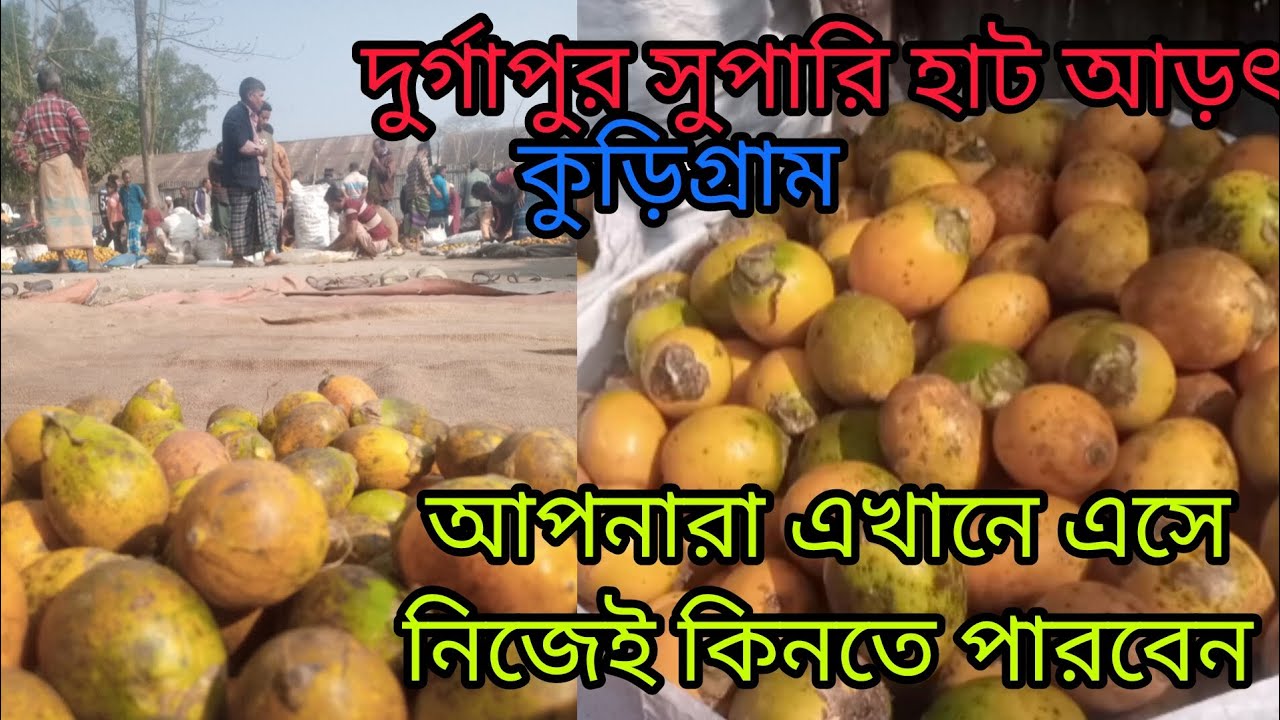 আপনারা এখানে এসে নিজেই কিনতে পারবেন কুড়িগ্রামের সুপারি দুর্গাপুর সুপারি হাট 
