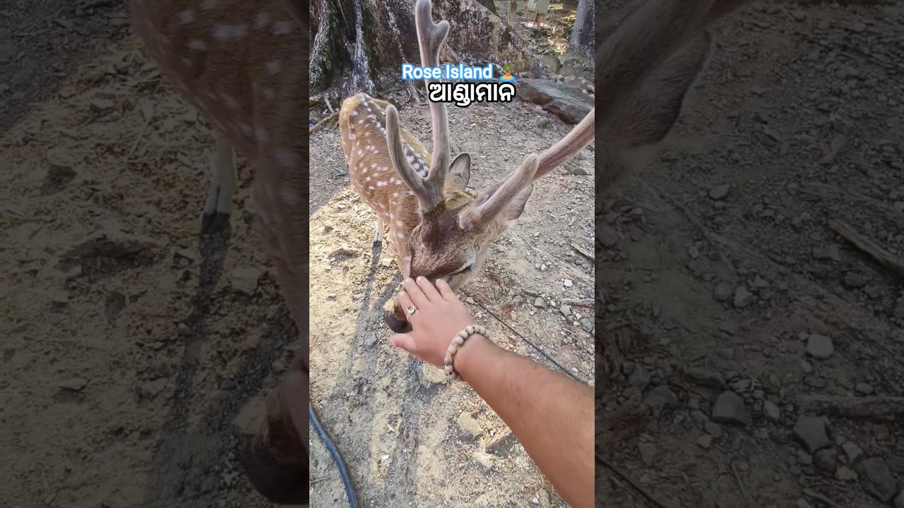 Rose Island 🏝️ ବୁଲିବା ଚାଲ 🦌 ଆଣ୍ଡାମାନ 🌊😍 