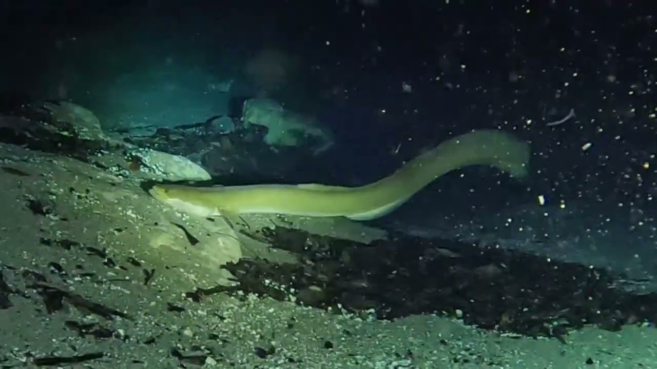 Morrison Springs (FL) night and morning dive