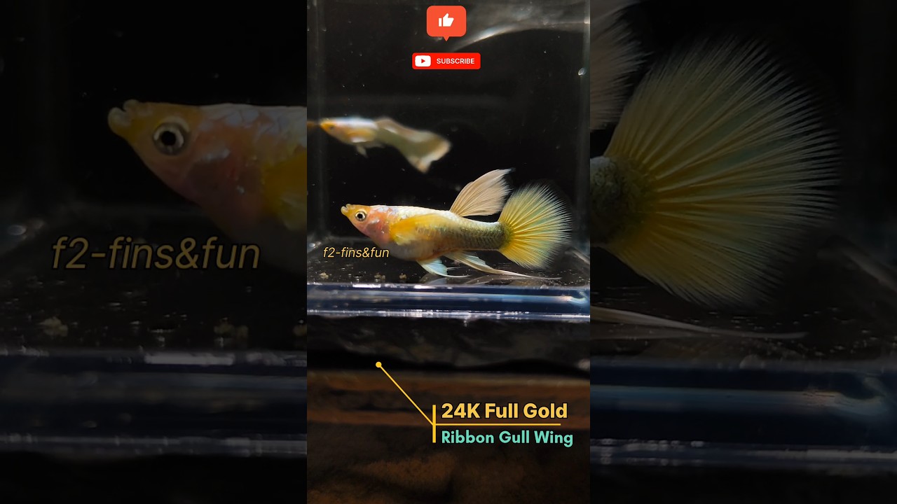 24K Full Gold Guppy 😱😲🔥|| #shorts