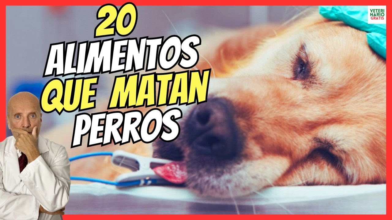 🔴  20 ALIMENTOS QUE PUEDEN LLEGAR A MATAR A TU PERRO 🆘 (MORTALES PARA PERROS ADULTOS Y CACHORROS)