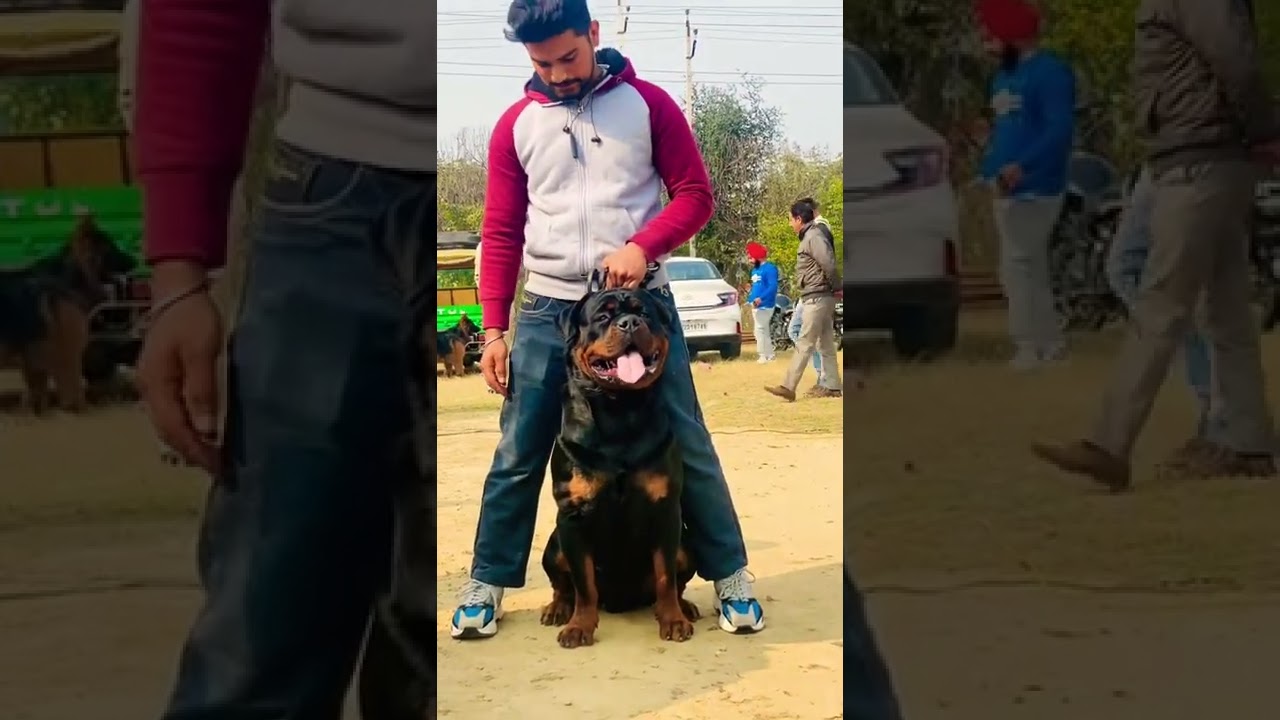 Biggest ROTTWEILER ☎️7814986303