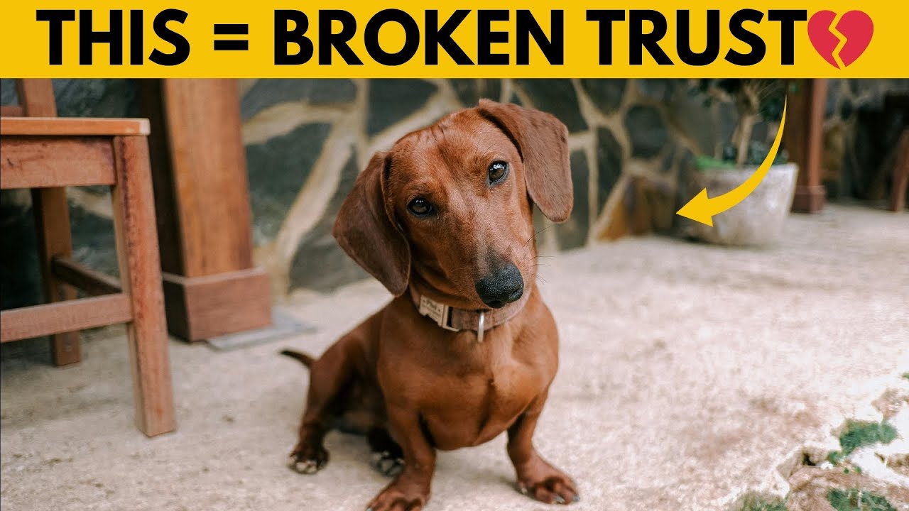 14 вещей, которые таксы НЕНАВИДЯТ (№1 может вас удивить)