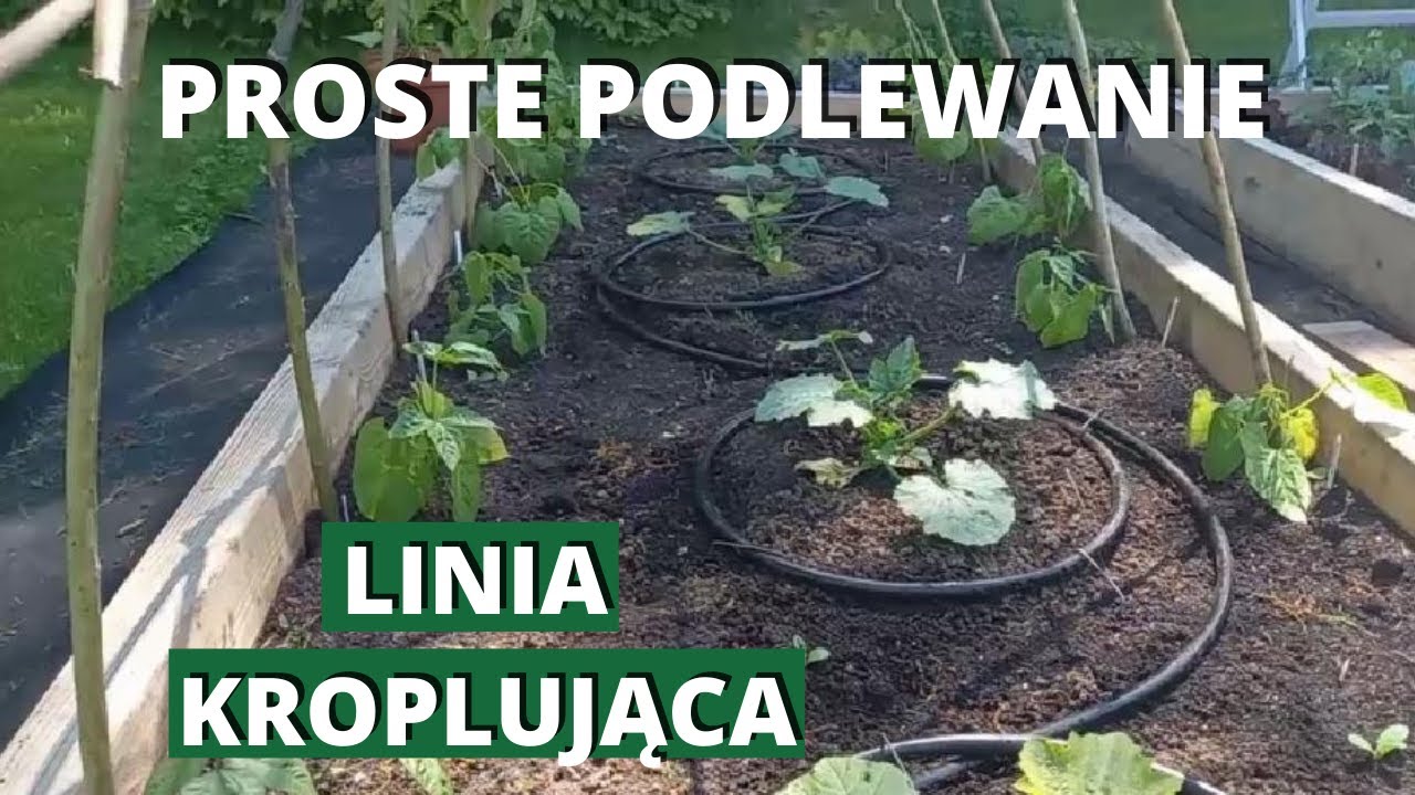 Podlewanie kroplujące. Tania i prosta linia kroplująca na zagony i do szklarni.