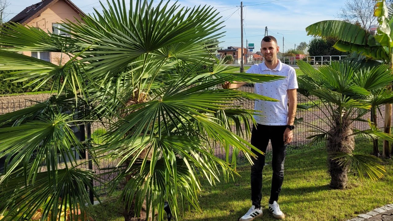 Zakończenie sezonu. Pomiary palm. Trachycarpus Fortunei, Wagnerianus, Butia Capitata, Brahea Armata