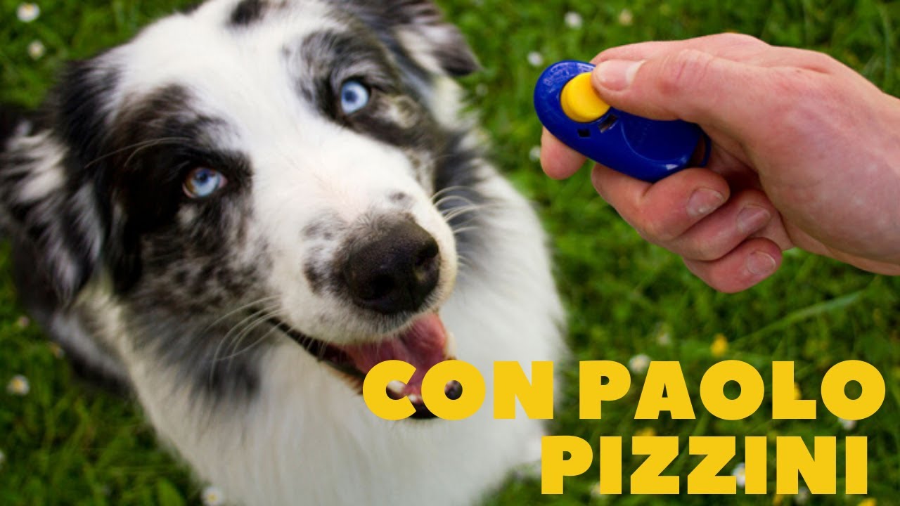 Clicker cos'è e come usarlo per l'addestramento del cane