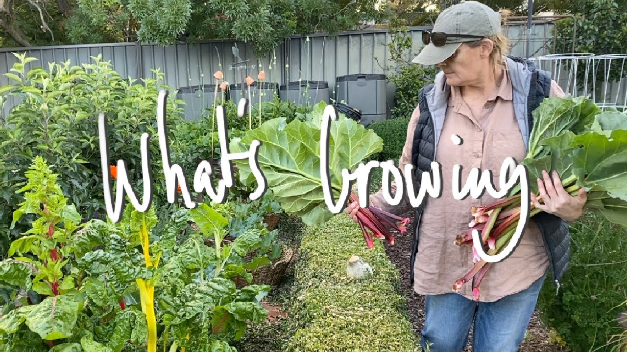 WHAT'S GROWING | What I'm GROWING & SOWING in my SMALL BACKYARD VEGETABLE GARDEN VICTORIA AUSTRALIA