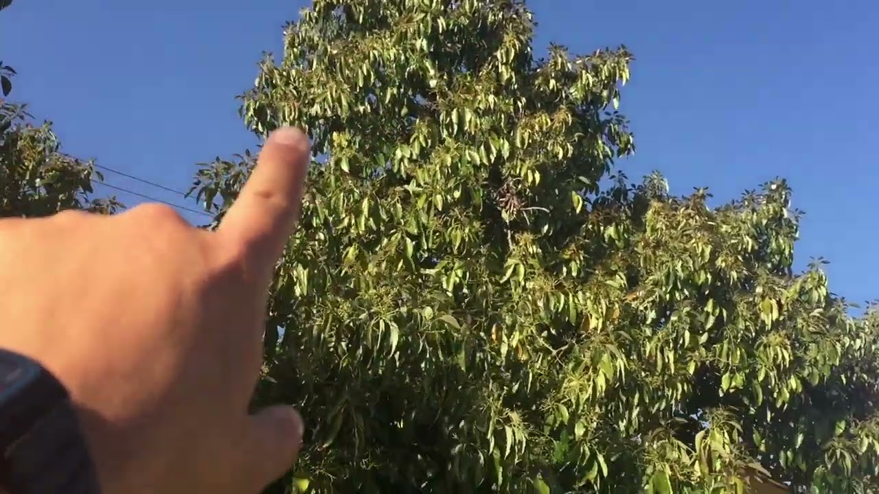 An Up Close Look at Gigantic Avocado Trees!