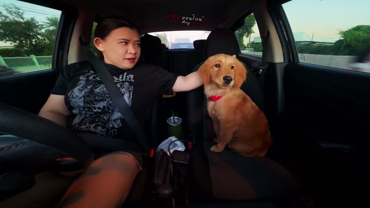 พาลูกสาวโกลเด้นไปหาหมอ หรือต้องพาแม่มันไปหาหมอดี #เติมเต็มปวดหัวกะแม่
