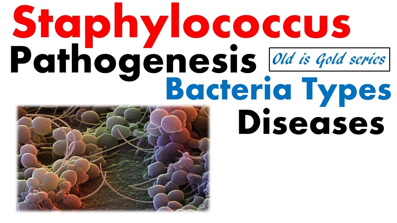 Staphylococcus bacteria Microbiology | pathogenesis, infection, disease, toxin food poisoning