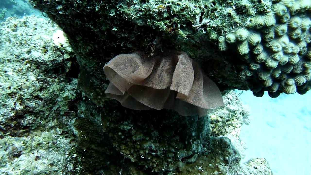 Schneckeneier von der Spanischen T&auml;nzerin